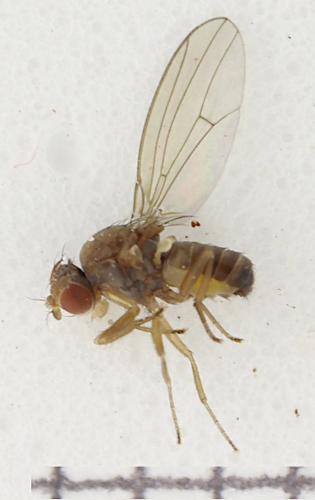 Hirtodrosophila cameraria